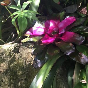 Meet your Posher, Triscilla